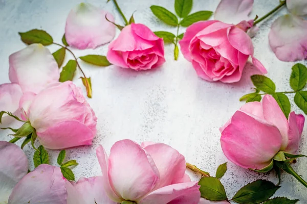 Romântico rosa rosas no fundo pintado de branco — Fotografia de Stock