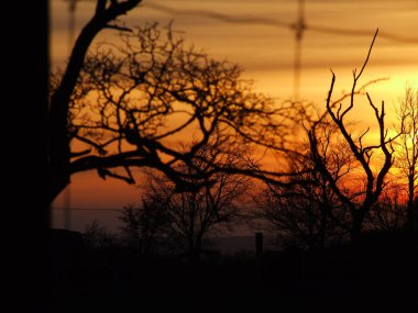 Ağaçlar günbatımı arka planda