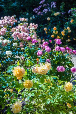 Gül bahçesinde güzel yaz, İngiltere.