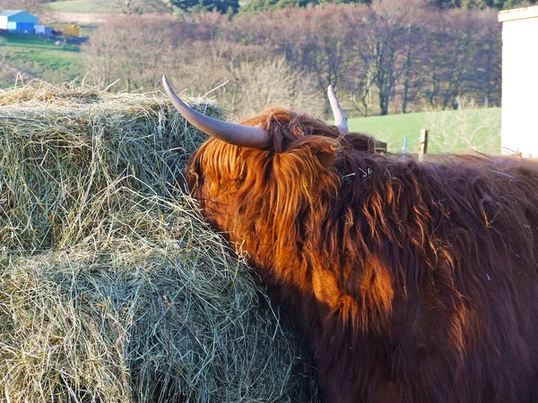 Highland червоні корови в Шотландії, крупним планом — стокове фото