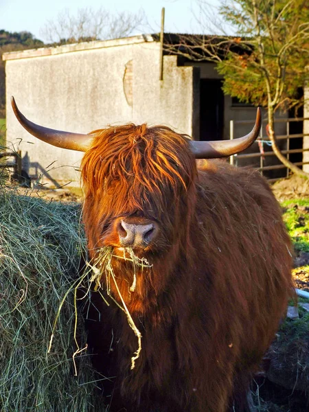 在苏格兰，苏格兰高地红牛关闭 — 图库照片