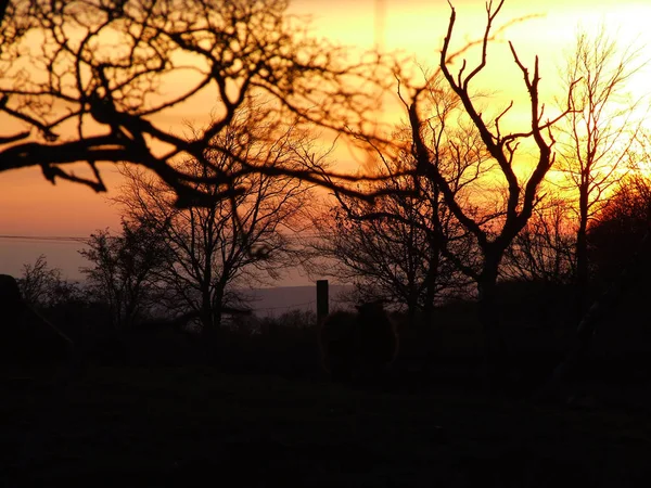 Träd i solnedgången bakgrunden — Stockfoto