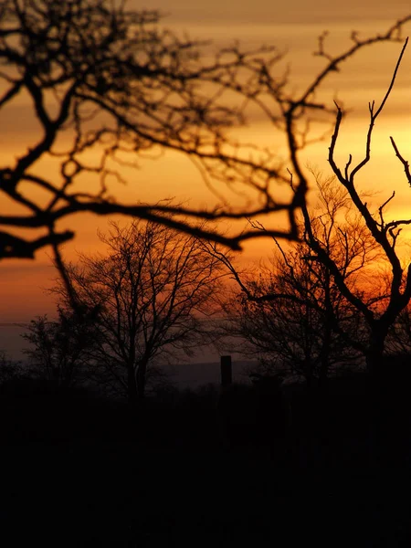 Árboles en el fondo del atardecer — Foto de Stock