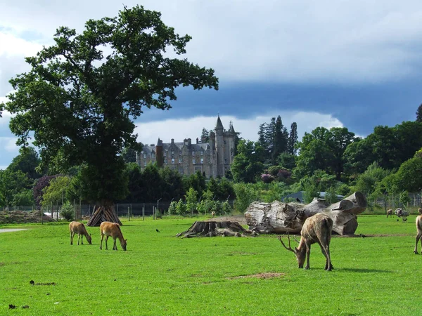 Safaripark mit Hirschen und einem Schloss in Schottland — Stockfoto