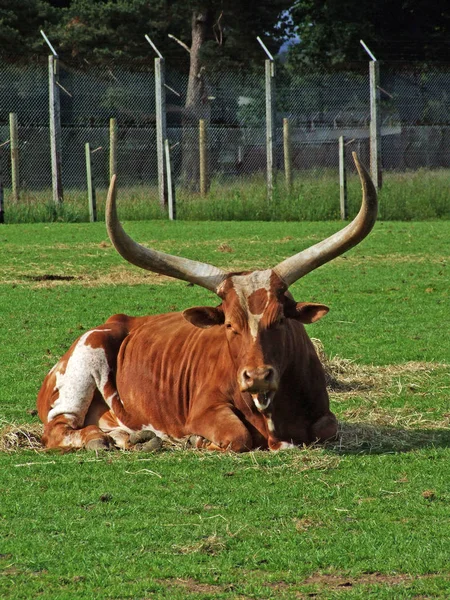 Długa rogata czerwona krowa w Szkocji Safari Park, zbliżenie — Zdjęcie stockowe