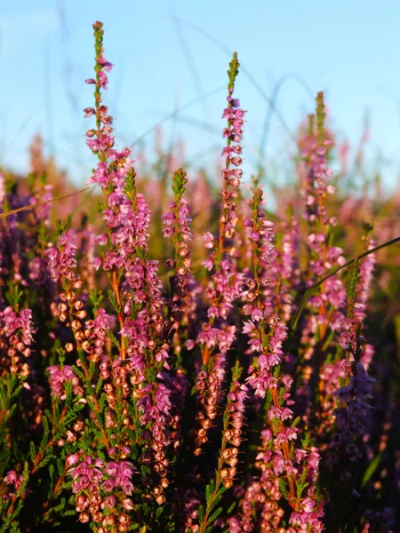 Scottish heather close up — Stock Photo, Image