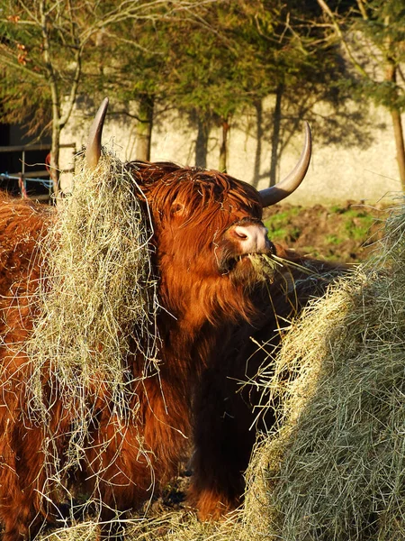 İskoçya'da yayla kırmızı inek yakın çekim — Stok fotoğraf