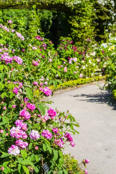 Gül bahçesinde güzel yaz, İngiltere. — Stok fotoğraf