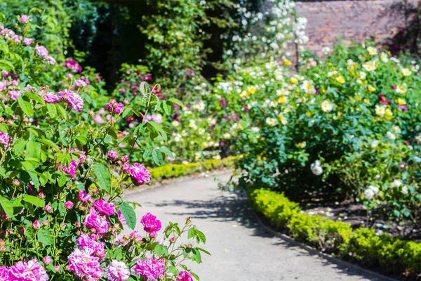 Prachtige rozentuin in de zomer, Verenigd Koninkrijk. — Stockfoto