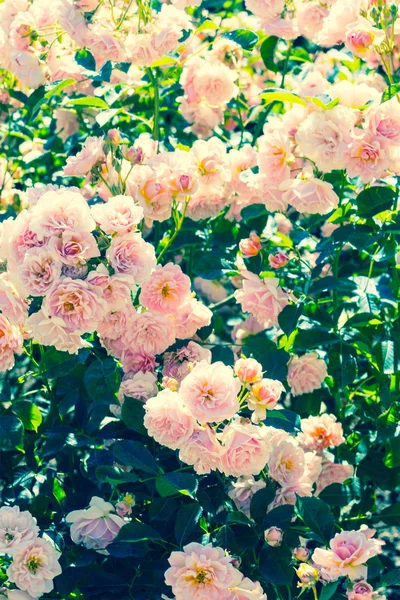 Prachtige rozentuin in de zomer, Verenigd Koninkrijk. — Stockfoto