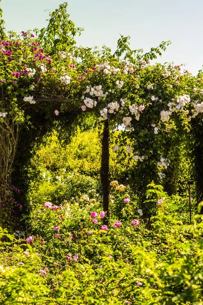 Vackra rosenträdgård i sommar, Storbritannien. — Stockfoto