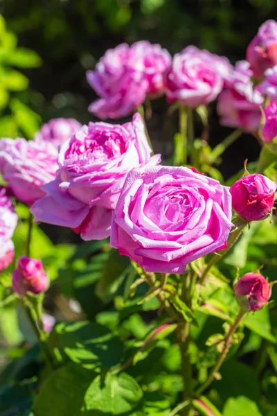 Bellissimo giardino di rose in estate, Regno Unito . — Foto Stock