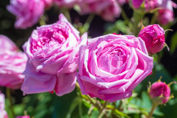 Schöner Rosengarten im Sommer, Großbritannien. — Stockfoto