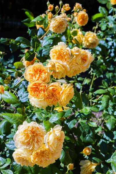 Beautiful rose garden in Summer, UK. — Stock Photo, Image