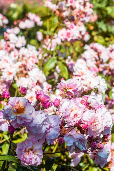Beautiful rose garden in Summer, UK. — Stock Photo, Image