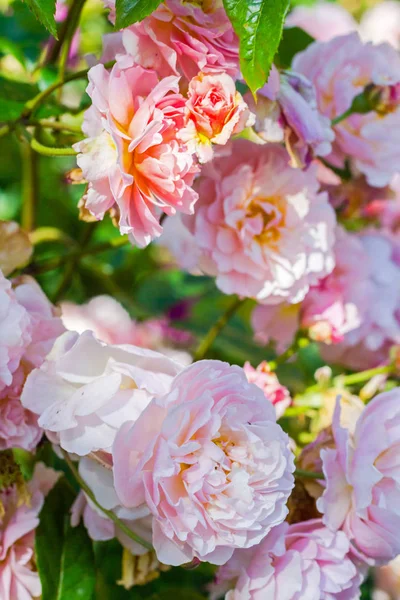 Gyönyörű rózsakert nyáron, Egyesült Királyság. — Stock Fotó