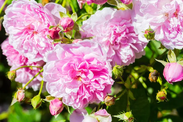 Belo jardim de rosas no verão, Reino Unido . — Fotografia de Stock
