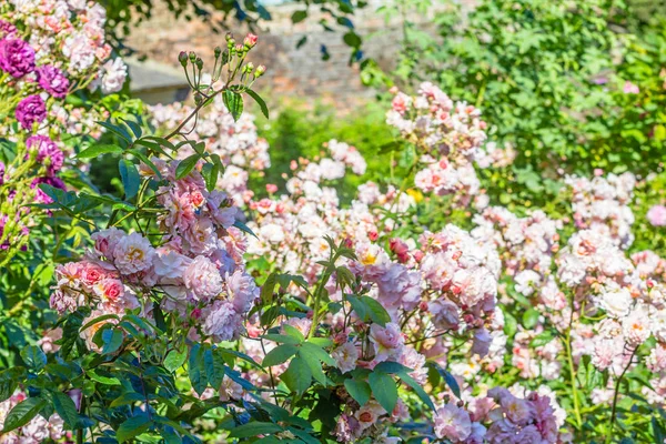 Belo jardim de rosas no verão, Reino Unido . — Fotografia de Stock