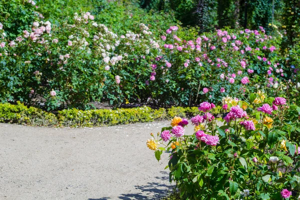 Belle roseraie en été, Royaume-Uni . — Photo