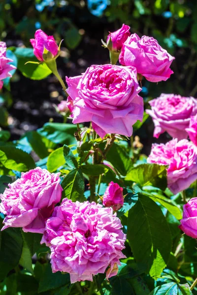 Belo jardim de rosas no verão, Reino Unido . — Fotografia de Stock