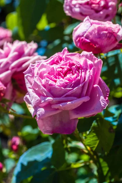 Belo jardim de rosas no verão, Reino Unido . — Fotografia de Stock