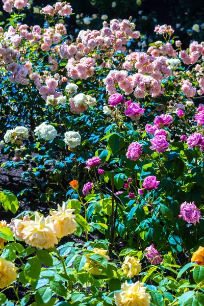 Belo jardim de rosas no verão, Reino Unido . — Fotografia de Stock