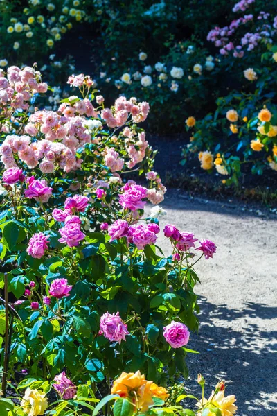 Όμορφο κήπο με τριανταφυλλιές το καλοκαίρι, Ηνωμένο Βασίλειο. — Φωτογραφία Αρχείου