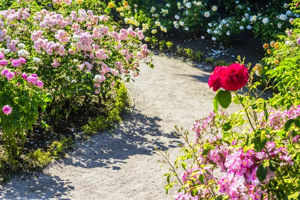 Schöner Rosengarten im Sommer, Großbritannien. — Stockfoto
