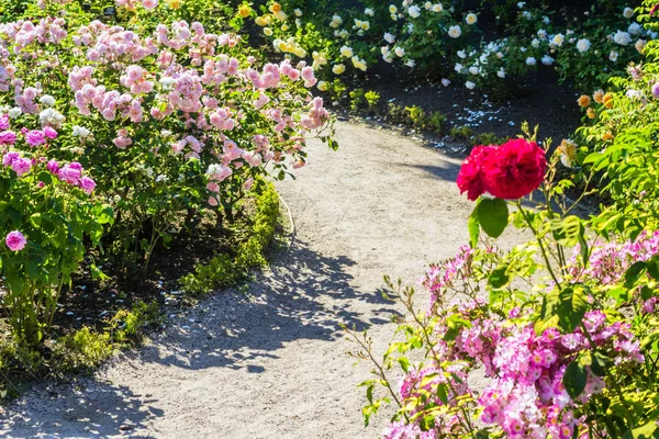 夏には、英国の美しいバラ園. — ストック写真