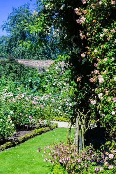 Hermoso jardín de rosas en verano, Reino Unido . — Foto de Stock