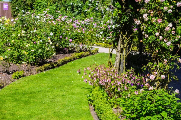 Schöner Rosengarten im Sommer, Großbritannien. — Stockfoto