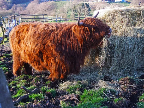 İskoçya'da yayla kırmızı inek yakın çekim — Stok fotoğraf