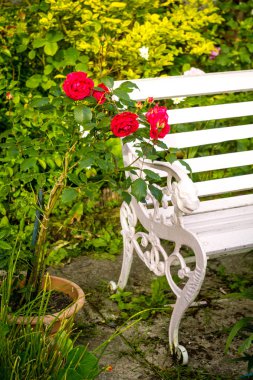 Ev, romantik bahçe içinde adet kırmızı gül