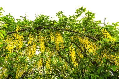 Ortak laburnum Laburnum anagyroides tam çiçek