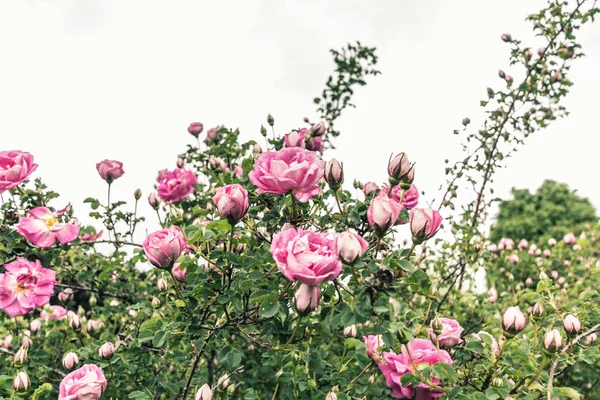 Pink roses border in the garden