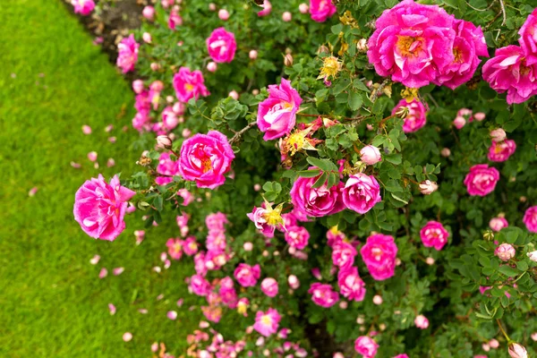 Pink roses border in the garden — Stock Photo, Image