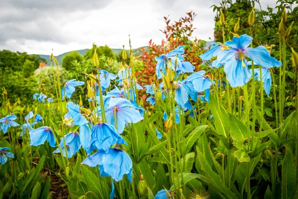 Meconopsis, Lingholm, синій Маки в саду — стокове фото