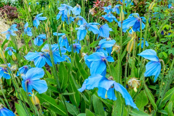 Meconopsis, Lingholm, kék mák a kertben — Stock Fotó