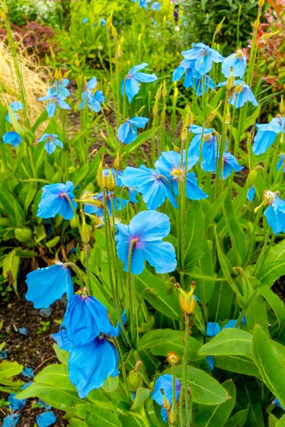 Meconopsis, Lingholm, blue poppies in the garden — Stock Photo, Image