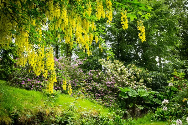 Laburnum commun Laburnum anagyroides en pleine fleur — Photo