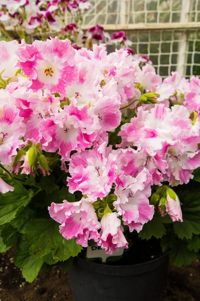 Pink and white geranium flowers, close up