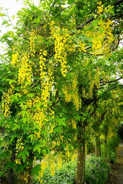 Ortak laburnum Laburnum anagyroides tam çiçek — Stok fotoğraf