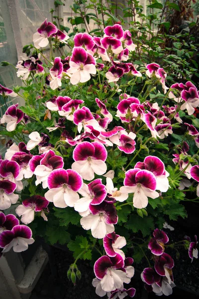 Viola, cultivar Viola gelo fiori robusti da vicino — Foto Stock