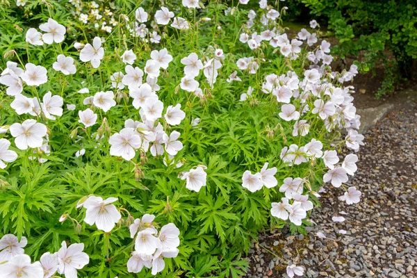 Flores brancas pequenas no jardim — Fotografia de Stock
