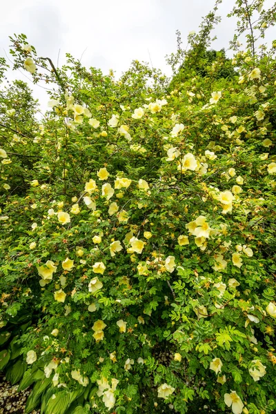 Yellow roses blooming bush in the garden — Stock Photo, Image