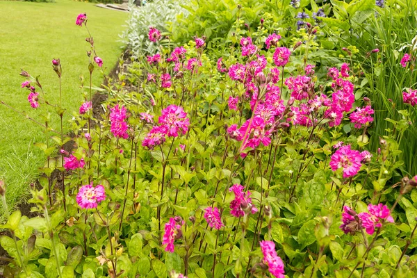 Rosa, fiori sottili in giardino da vicino — Foto Stock