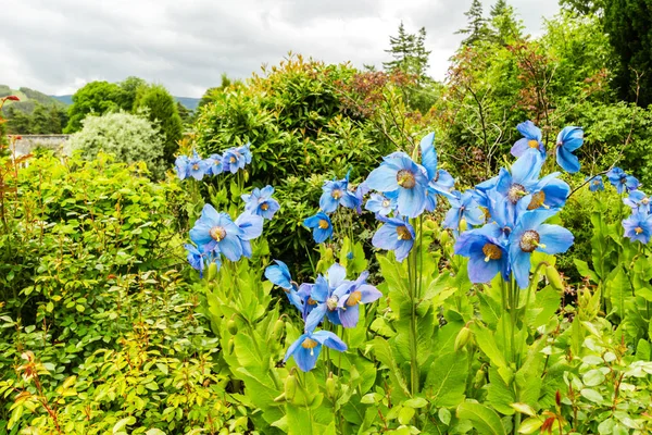 Meconopsis, Lingholm, kék mák a kertben — Stock Fotó