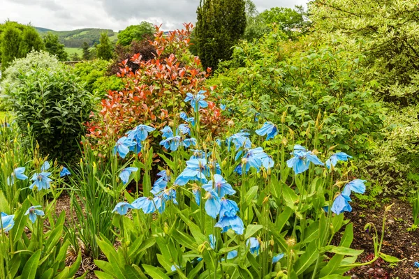 Meconopsis, Lingholm, kék mák a kertben — Stock Fotó