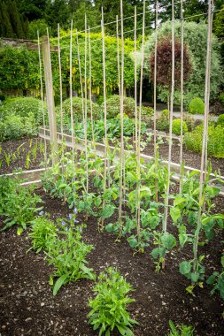 Lahana ve diğer sebze bahçede büyüyen