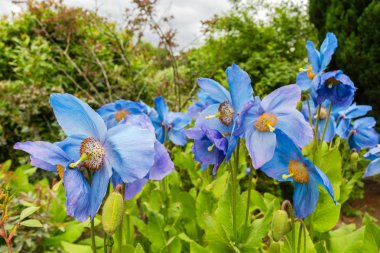 Meconopsis veya Lingholm, bahçede mavi haşhaş
